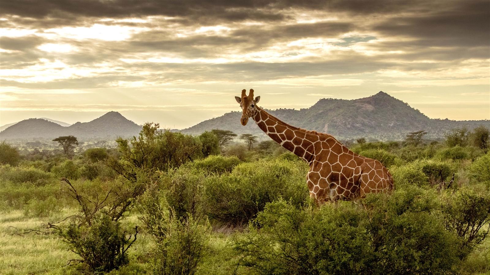 giraffe in serengeti park