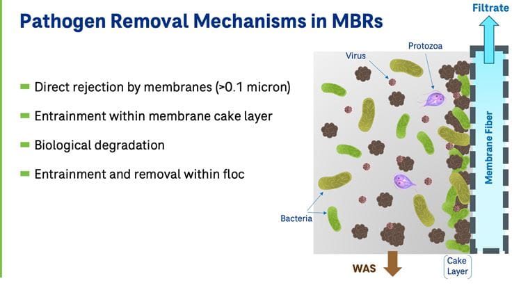 Pathogen Removal